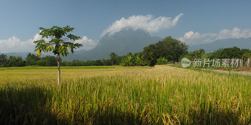 Doi Luang 山和清道。